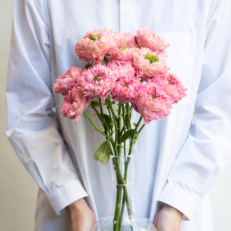 バラ オール４キュート ホワイト Tokyo Shokubutsu Zufu