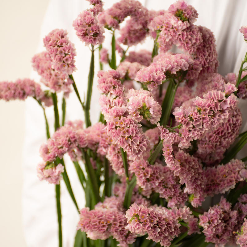 スターチス ヴィンテージアッシュ ソロモン ピンクアッシュ Tokyo Shokub