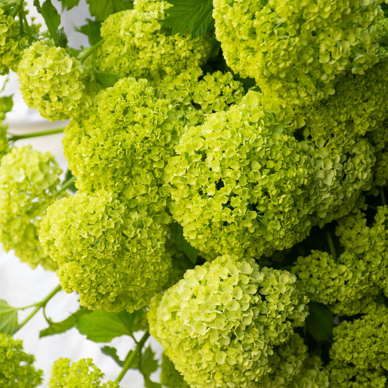 ビバーナム スノーボール Tokyo Shokubutsu Zufu