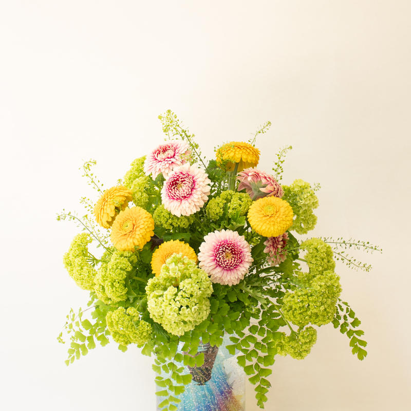 ガーベラ ダナダナ メリメリ Tokyo Shokubutsu Zufu