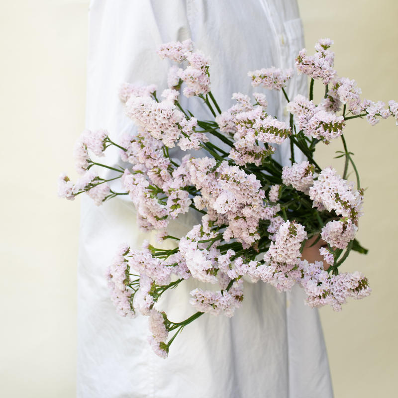 宮本さんの スターチス Tokyo Shokubutsu Zufu