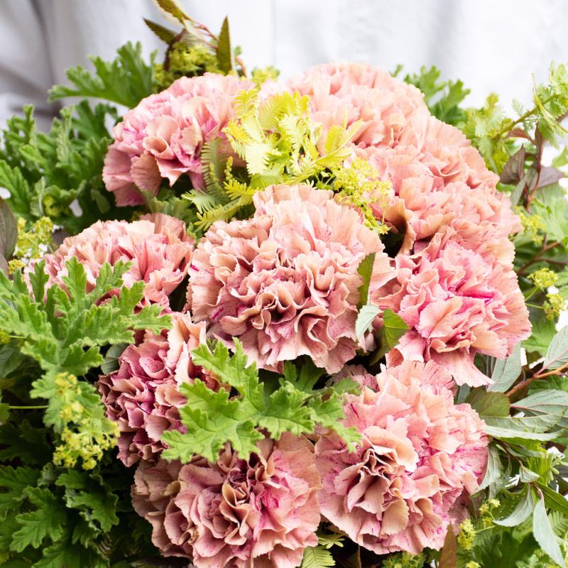 カーネーション バビロン Tokyo Shokubutsu Zufu