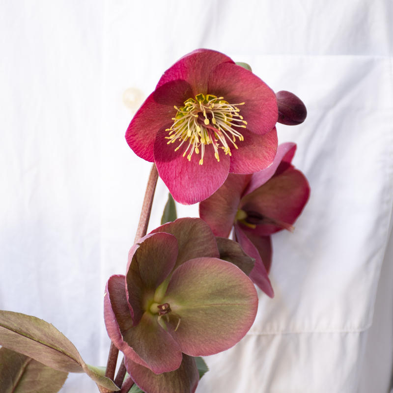 クリスマスローズ アンナズレッド グレンダズグロス Tokyo Shokubutsu Zufu