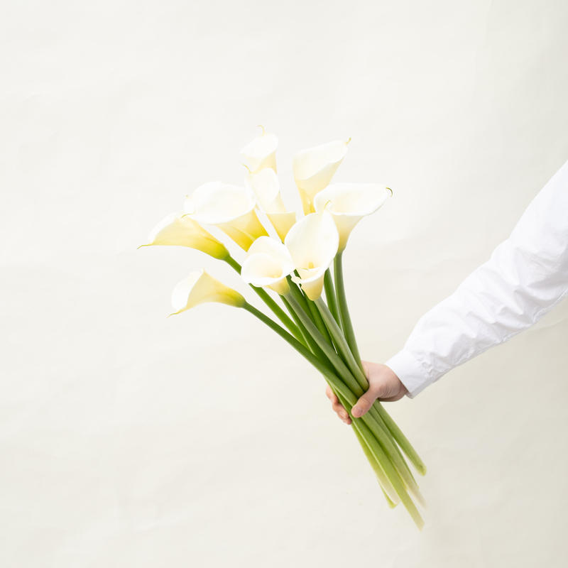 カラー ウェディングマーチエレガンス Tokyo Shokubutsu Zufu