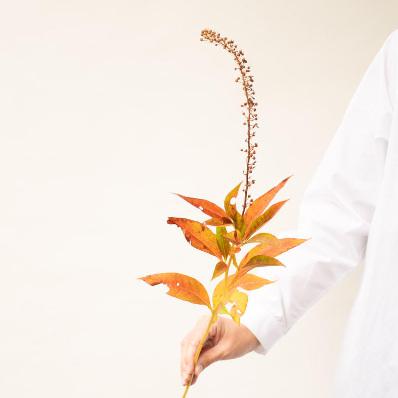 トラノオ 紅葉 Tokyo Shokubutsu Zufu