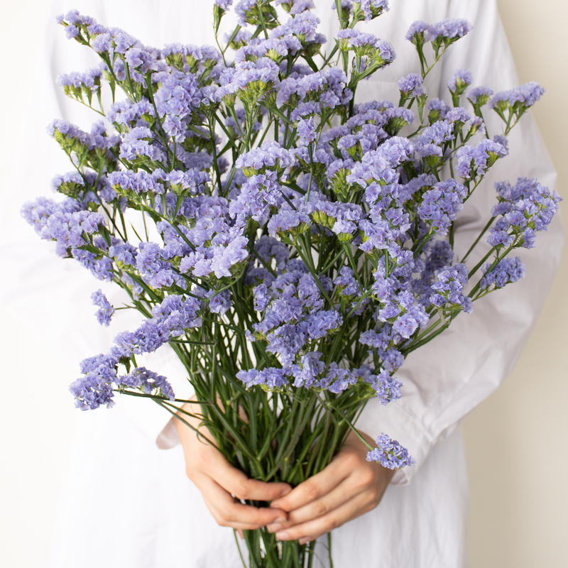 スターチス スカイライト Tokyo Shokubutsu Zufu