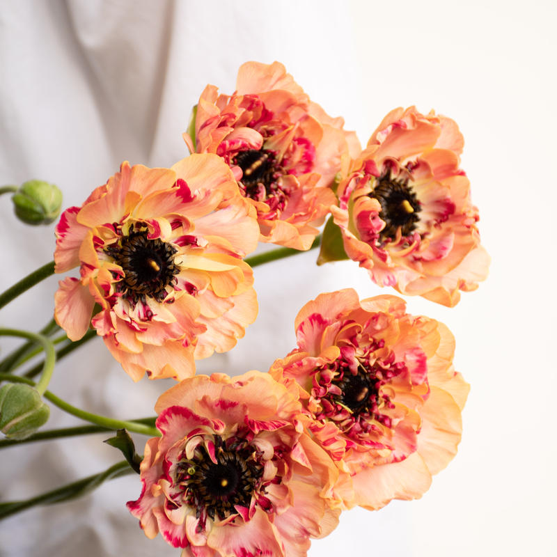 ラナンキュラス オレンジシャルロット Tokyo Shokubutsu Zufu ラナンキュラス オレンジシャルロット Tokyo Shokubutsu Zufu