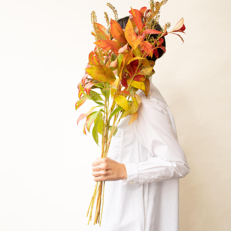 トラノオ 紅葉 Tokyo Shokubutsu Zufu