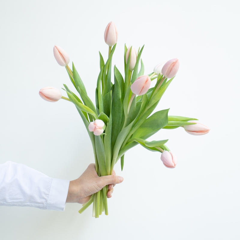 チューリップ タイス Tokyo Shokubutsu Zufu