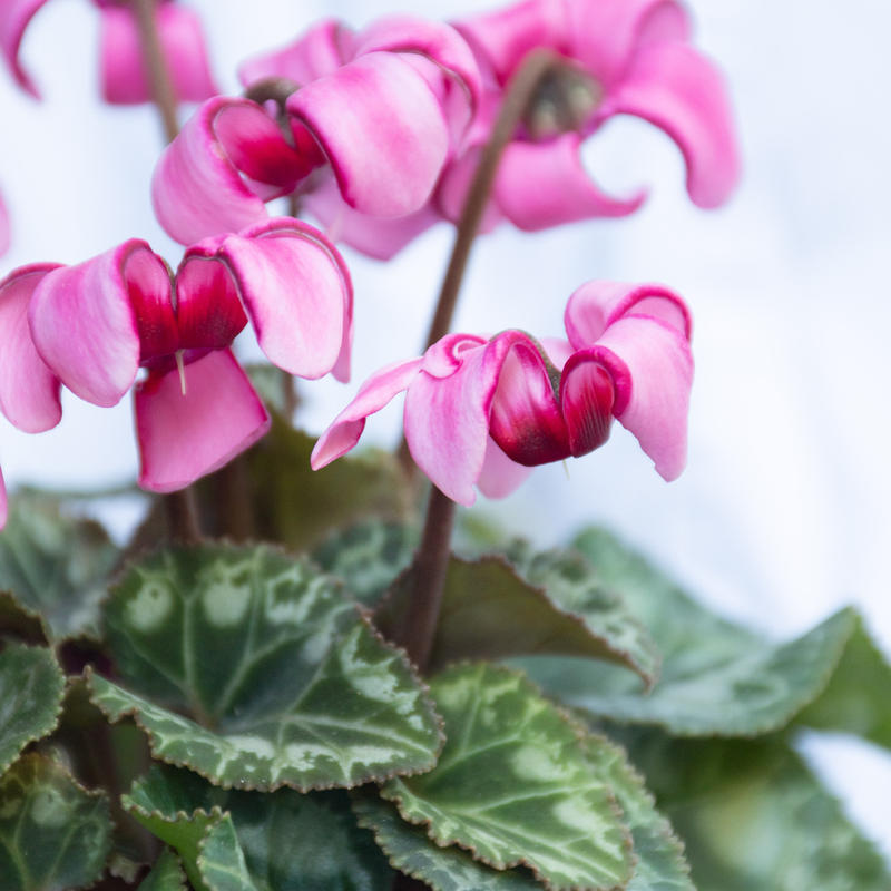 ミニシクラメン カール 赤 ピンク Tokyo Shokubutsu Zufu