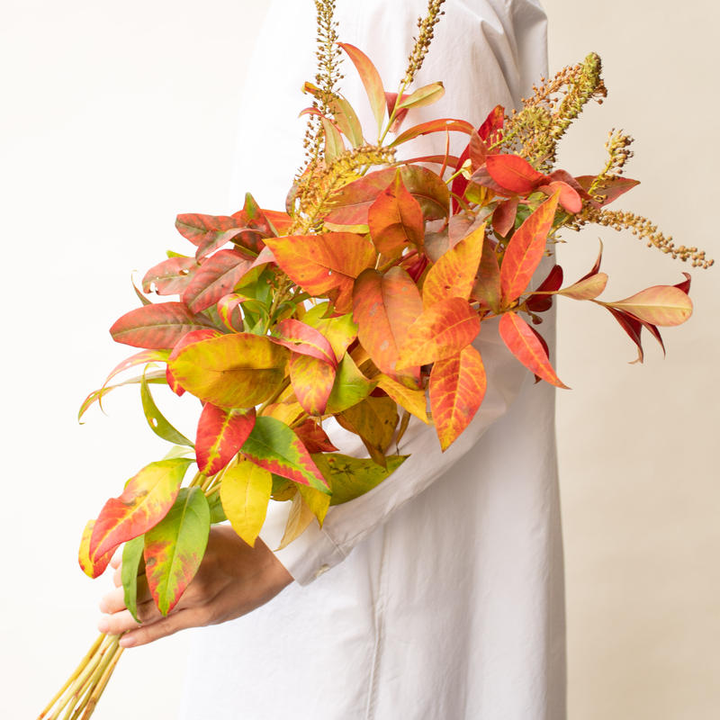 トラノオ 紅葉 Tokyo Shokubutsu Zufu