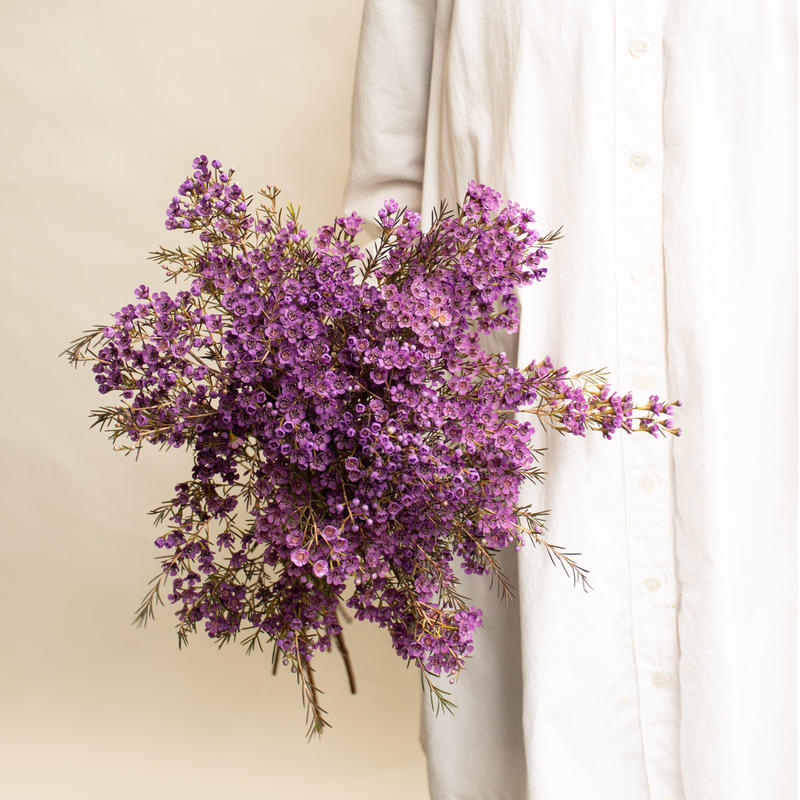 ワックスフラワー ティントバイオレット Tokyo Shokubutsu Zufu