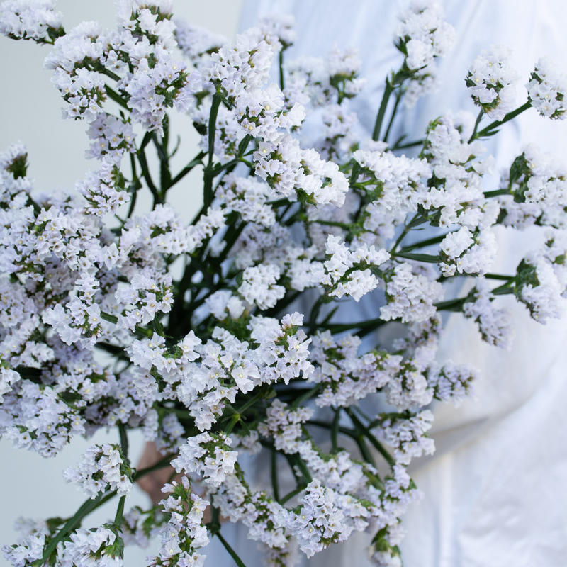 スターチス ヴィンテージグレープ サンデーアイス Tokyo Shokubutsu Zufu