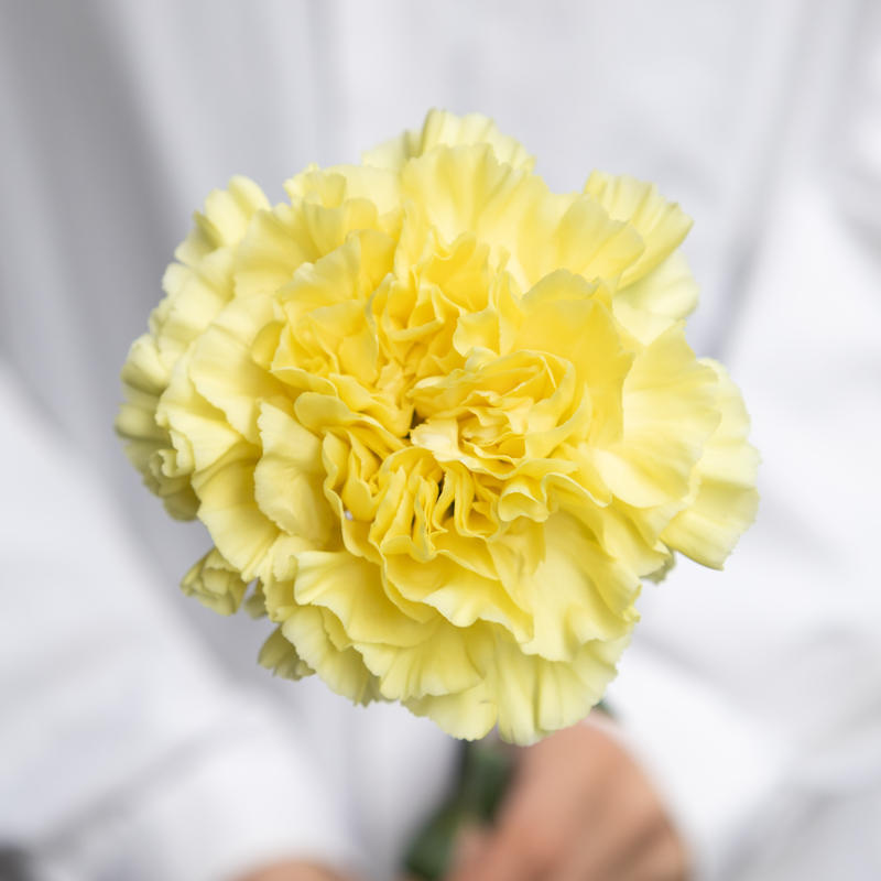 カーネーション ミナミミックス Tokyo Shokubutsu Zufu