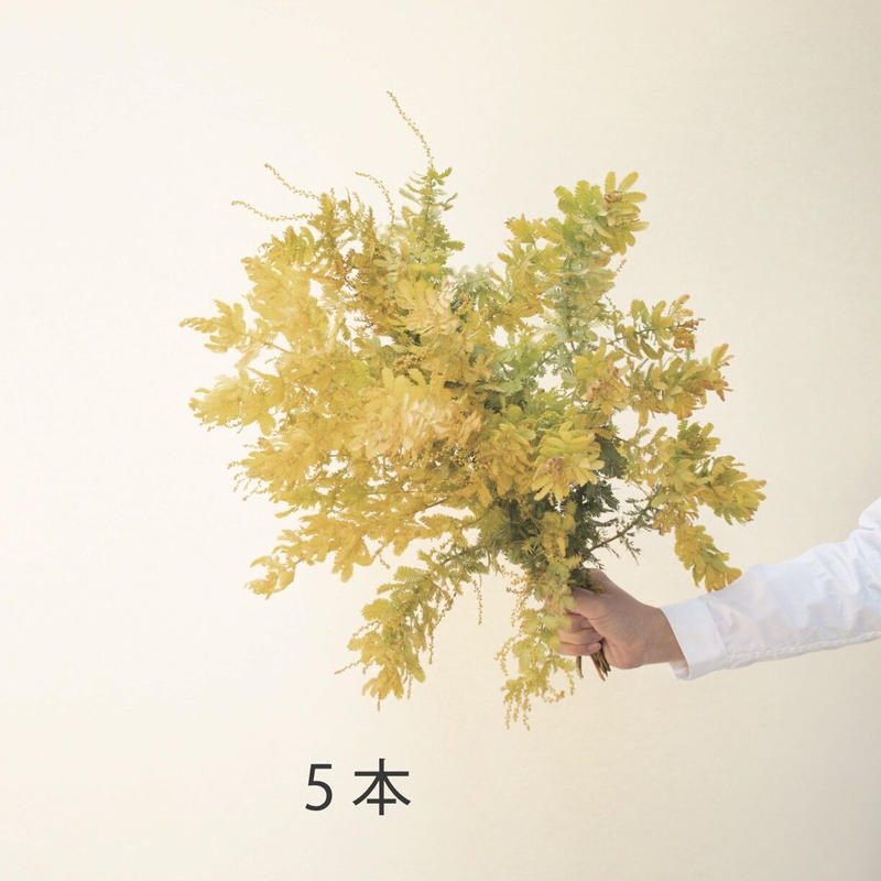 アカシア 赤葉 金葉アカシア Tokyo Shokubutsu Zufu