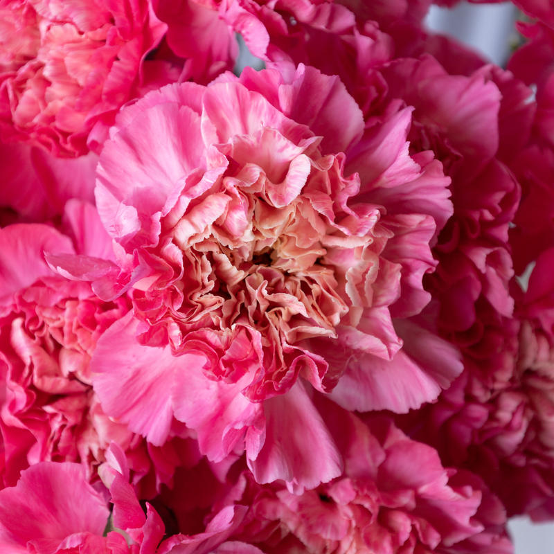 カーネーション ミナミミックス Tokyo Shokubutsu Zufu