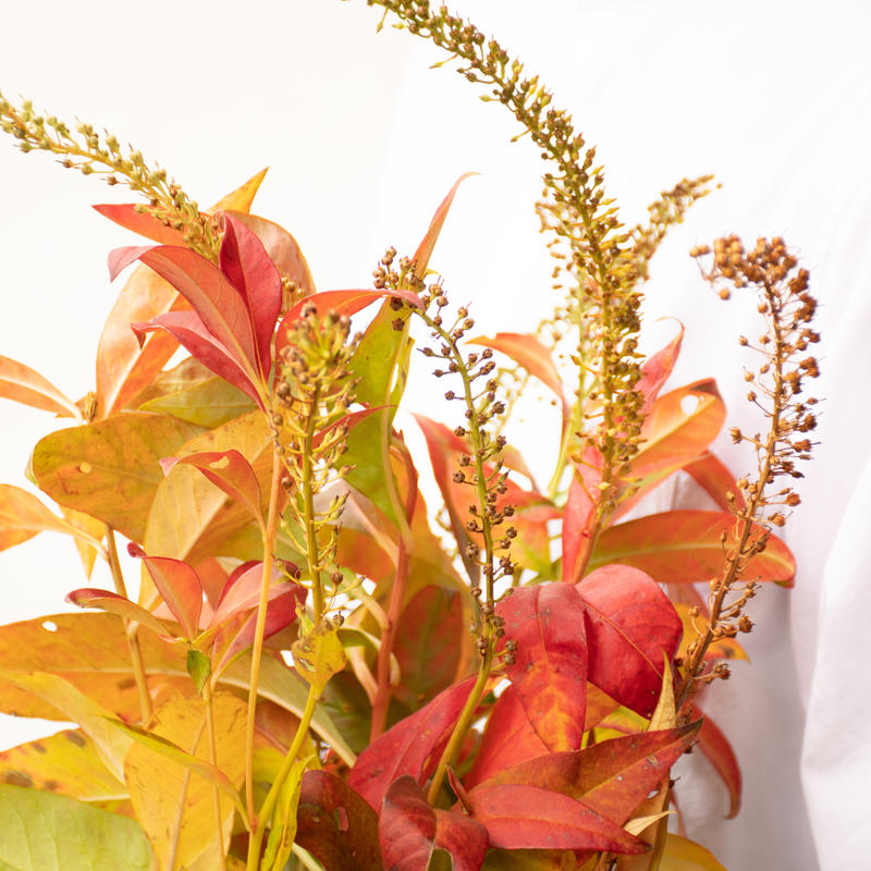 トラノオ 紅葉 Tokyo Shokubutsu Zufu