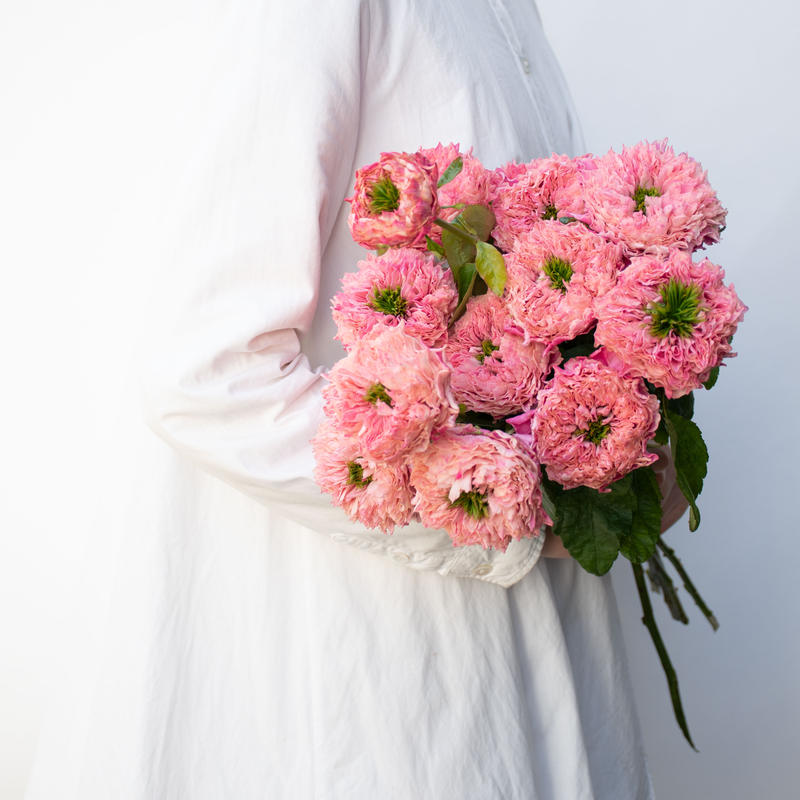 バラ オール４キュート ホワイト Tokyo Shokubutsu Zufu