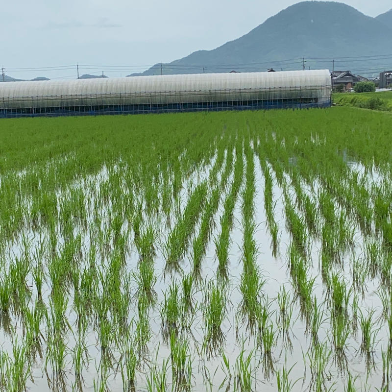 1000円オフ6月末まで 令和3年度産/朝日(玄米) 重量：10kg ：自然