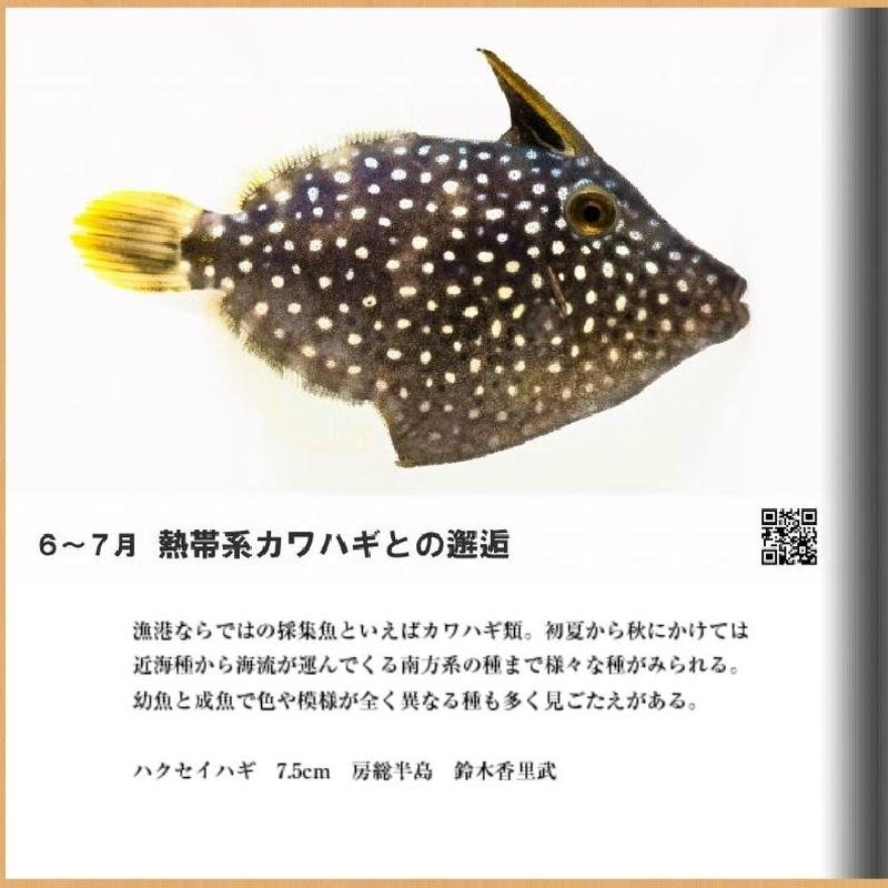 海あそび塾フォトブック１ 季魚図鑑 漁港の珍幼魚 関東編 鈴木香里武 著 Triton