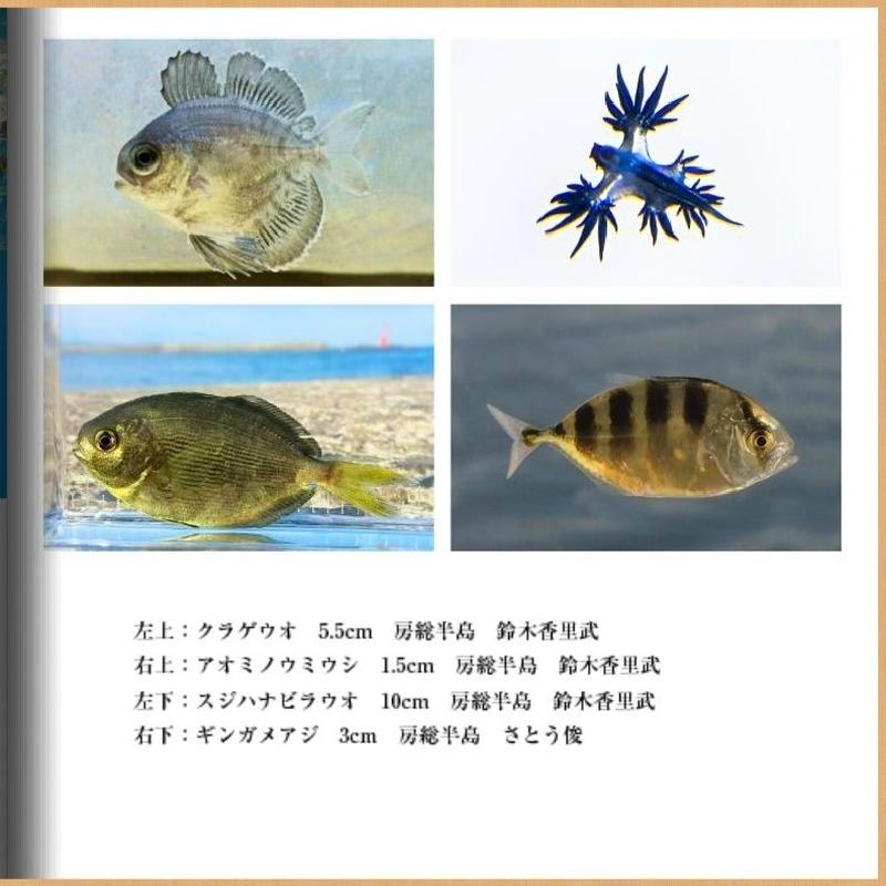 海あそび塾フォトブック１ 季魚図鑑 漁港の珍幼魚 関東編 鈴木香里武 著 Triton