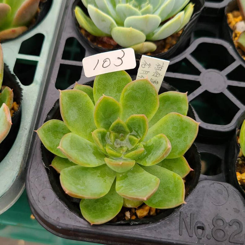 K103 相府蓮hyb 花月夜 トロピカルガーデン埼玉