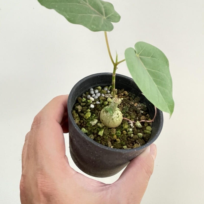 フィカスペティオラリス 村長の直売所