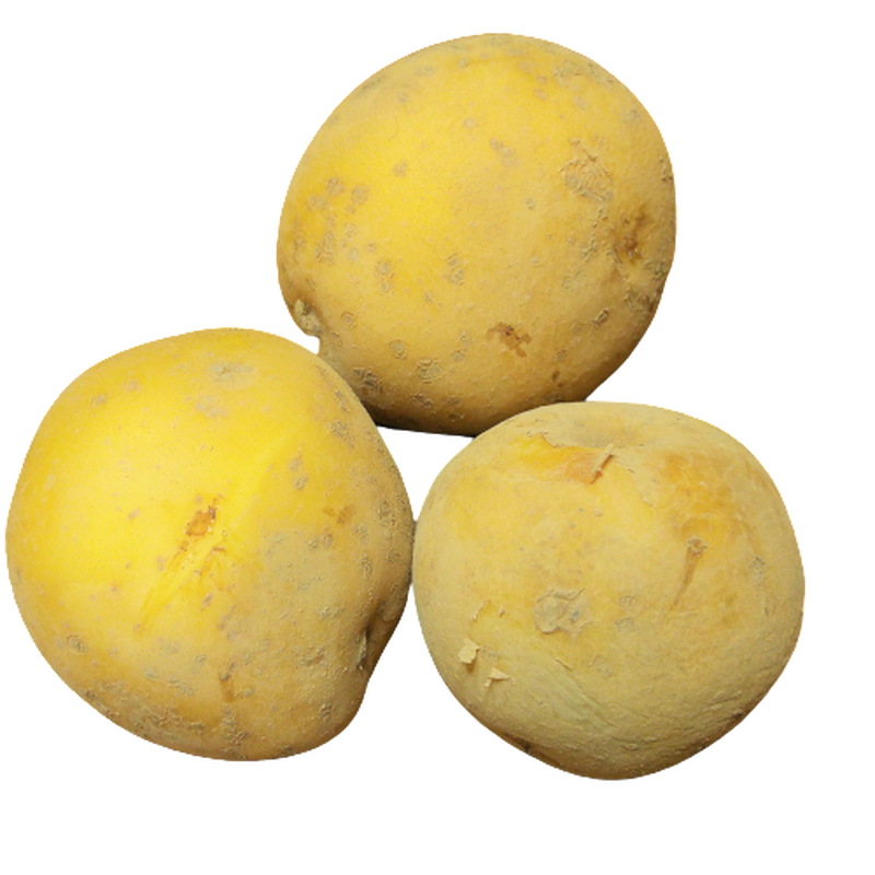 新じゃがいも5 とうや サイズいろいろ つくば谷口農園