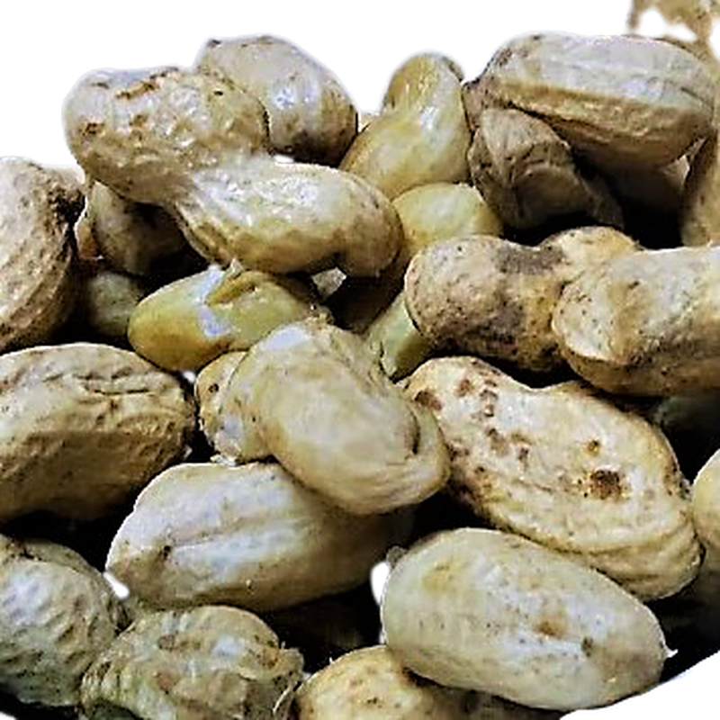 なま落花生500g おおまさり つくば谷口農園 なま落花生500g おおまさり つくば谷口農園