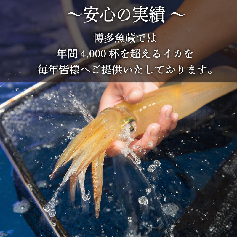 玄界灘産イカの姿造り2杯セット 送料無料 ツマねっと 博多うまか便 玄界灘産イカの姿造り2杯セット 送料無料 ツマねっと 博多うまか便