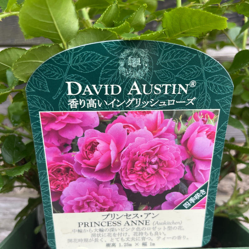 プリンセス アン Okanoueno Tsurubaraya