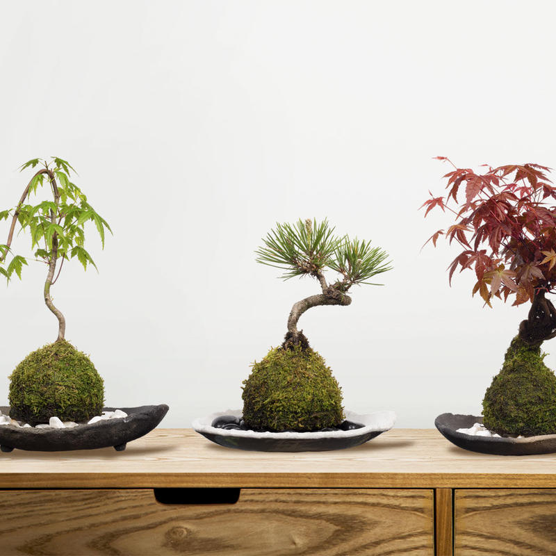 盆栽鉢3個セット 切り抜きデータ Bonsai Hachi 樹木素材 Com