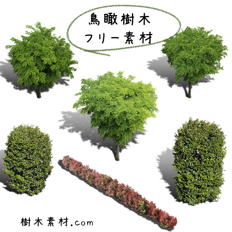 フリー素材 ケヤキ 鳥瞰樹木素材 Birds Eye Free01 樹木素材 Com