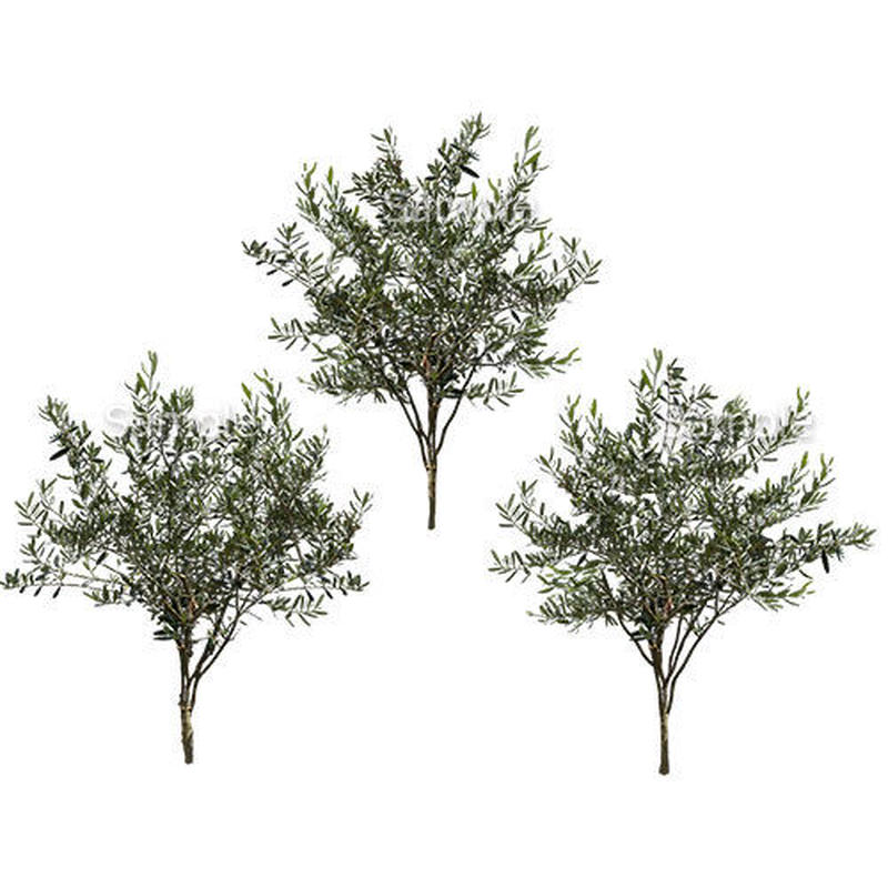 3本樹木 アイレベル オリーブ 23 009 樹木素材 Com