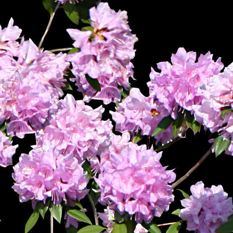 低木切り抜き素材 西洋シャクナゲ 8l1025 樹木素材 Com