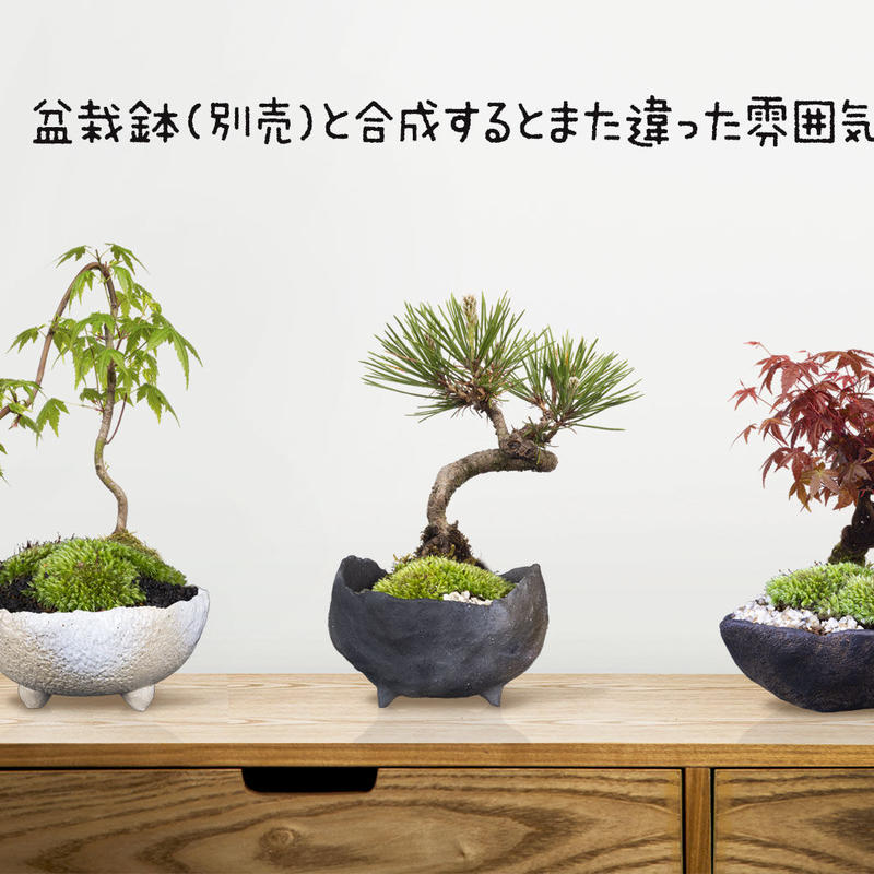 苔玉盆栽切り抜きデータ Kokedama01 樹木素材 Com