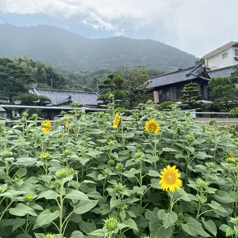 １箱 十千万旅館のとちまんじゅう 安田屋旅館 Uchiura Produce