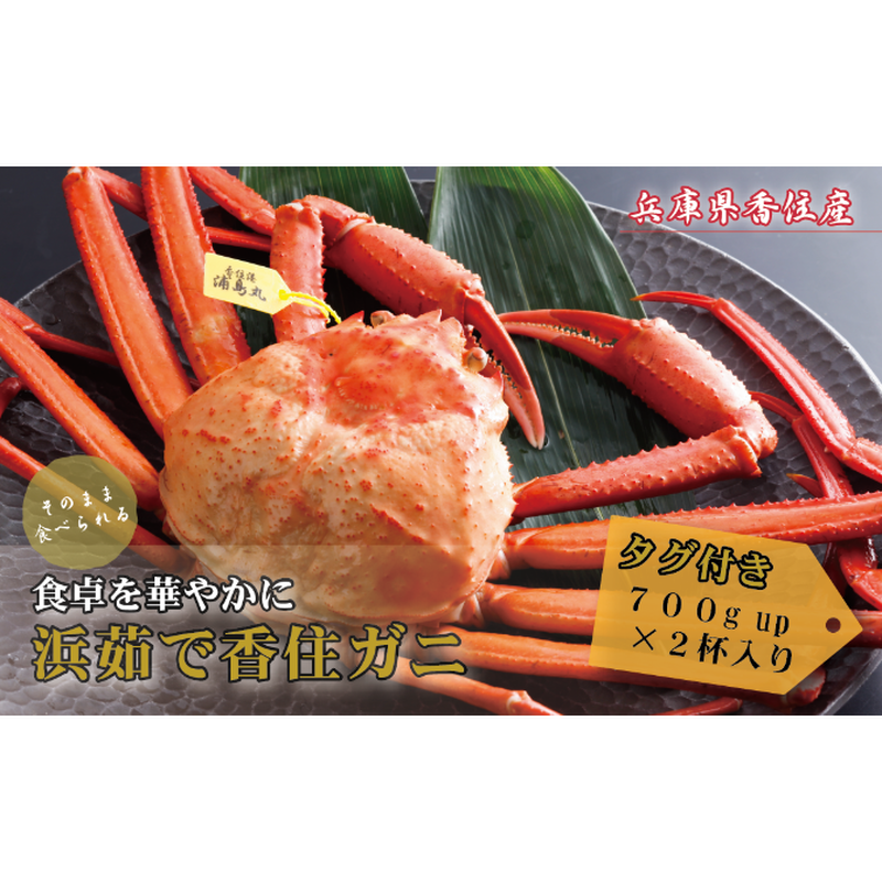 浜ゆで タグ付香住ガニ 大サイズ 2杯 約700g 2杯 丸近オンラインショップ