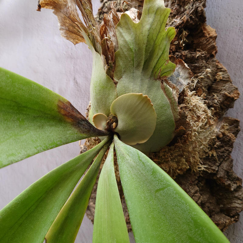 アイボリー×レッド P. Ridleyi リドレイ ビカクシダ 初心者育成説明書