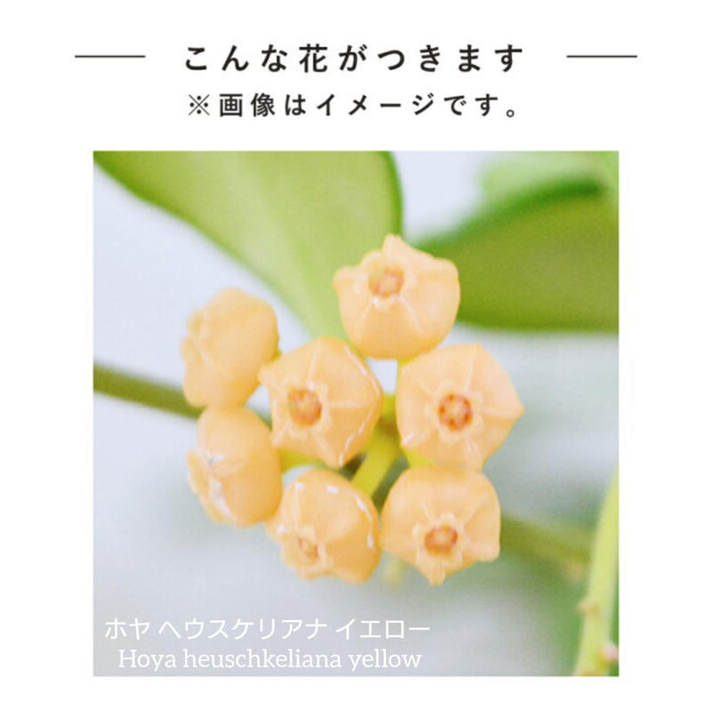 ホヤ サクララン ヘウスケリアナ イエロー Uni Plants ビカクシダ ホヤ植物