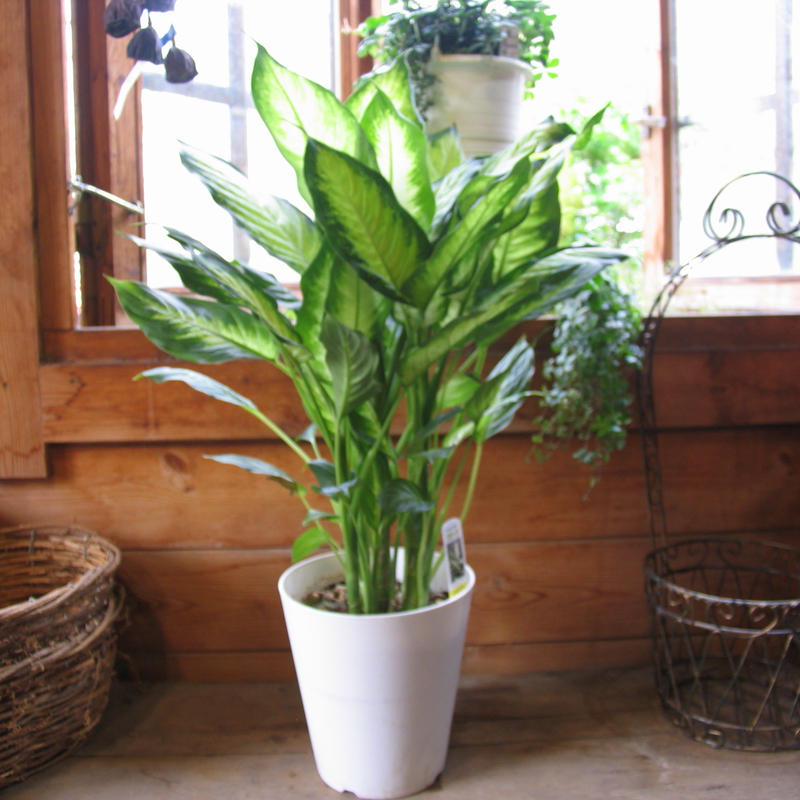 ディフェンバキア カミーラ バリューフラワー オンラインストア