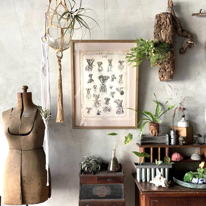 ビカクシダ原種18種図鑑ポスター Vandaka Plants