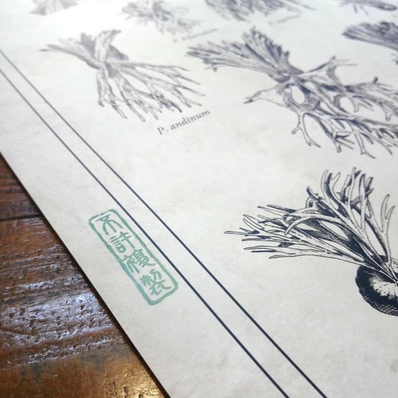 ビカクシダ原種18種図鑑ポスター Vandaka Plants