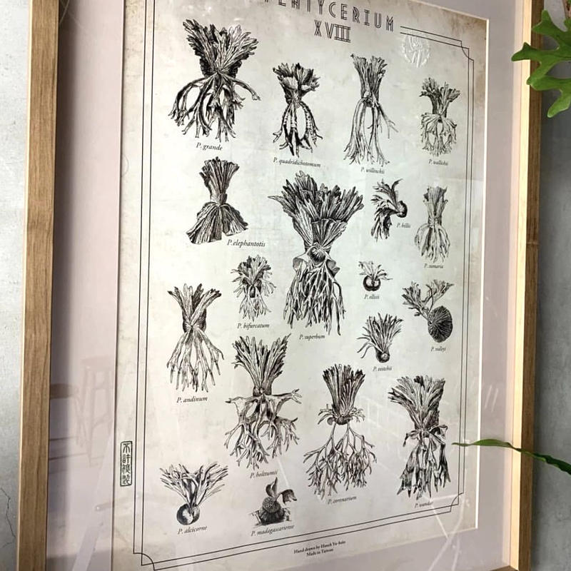 ビカクシダ原種18種図鑑ポスター Vandaka Plants