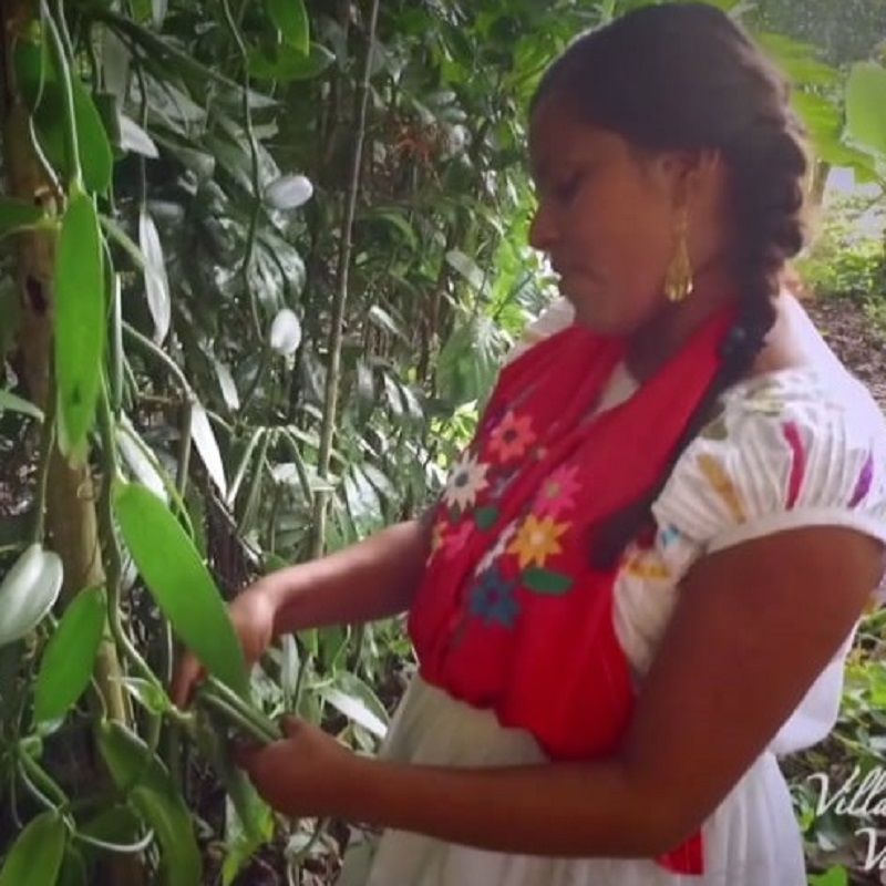 バニラビーンズ メキシコ産 100g プレミアム メキシカン バニラビーンズ バニラ バニラビーンズ メキシコ産 100g プレミアム メキシカン バニラビーンズ バニラ