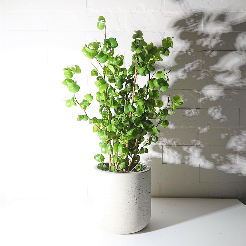 数量限定 フィカス ベンジャミンバロック 鉢カバー付き オランダ 観葉植物 おしゃれ