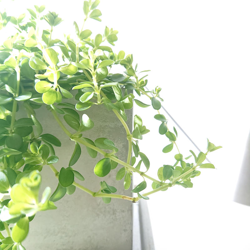 数量限定 新作 ギフト プレゼント ペペロミア イザベラ スクエアアッシュグレー鉢 受け皿