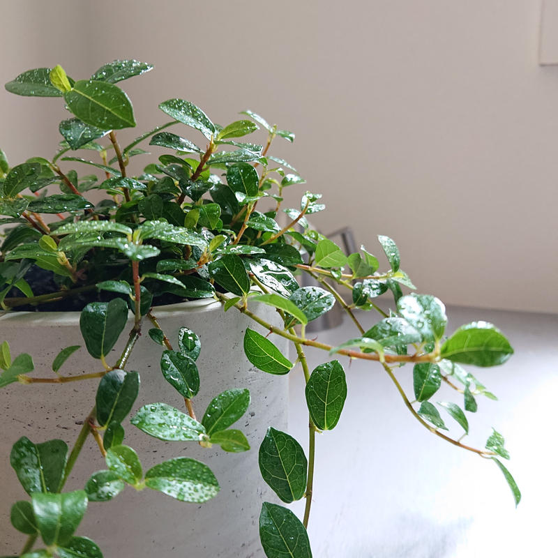 数量限定 フィカスシャングリラ 鉢カバー付 オランダ 観葉植物 植木鉢 グレー つる