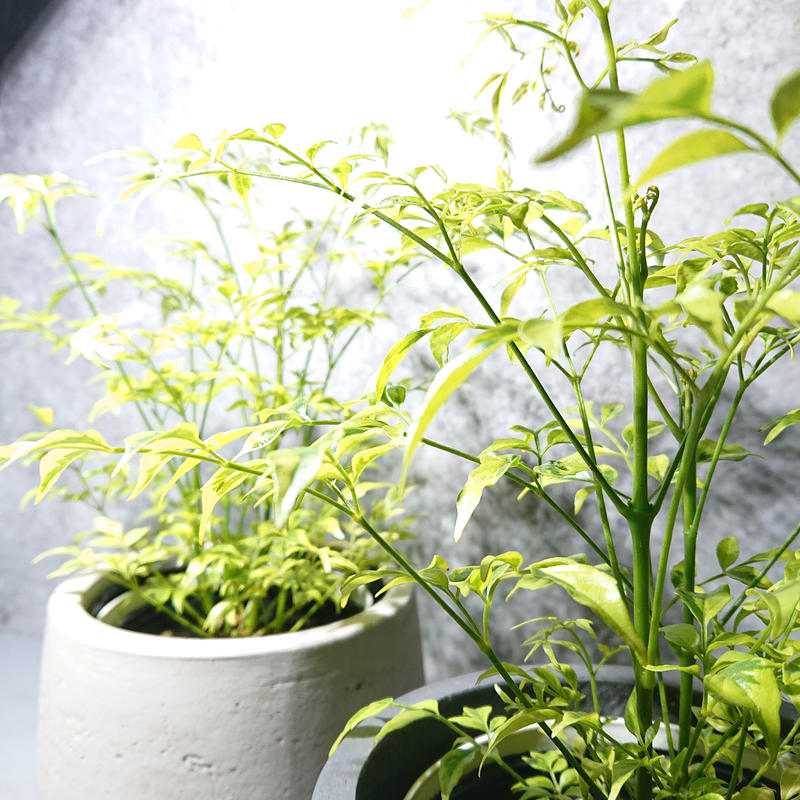 数量限定 新作 カラーが魅力 ステレオスペルマム レモンライム 斑あり 鉢カバー付き オラ