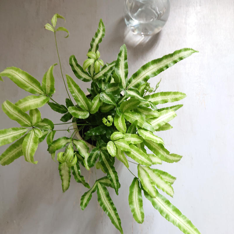 数量限定 美葉種 希少 プテリス Mix 鉢カバー付き オランダ 観葉植物 グレー